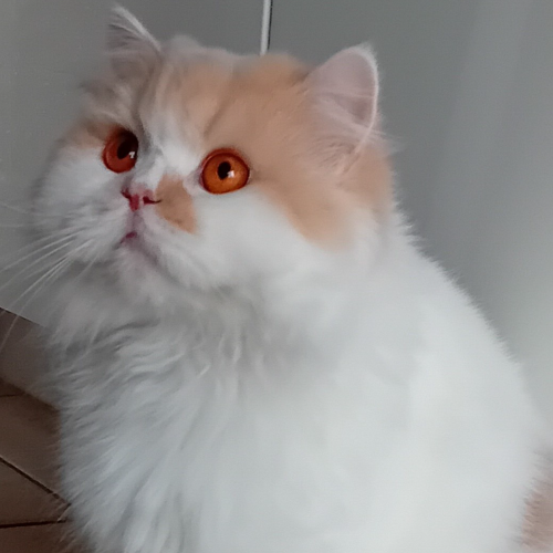 Foto van de poes