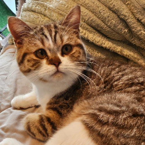 Foto van de poes