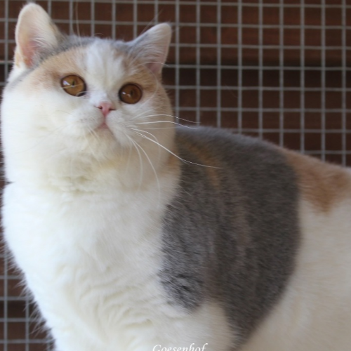 Foto van de poes