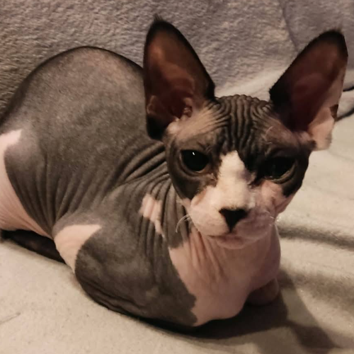 Foto van de poes