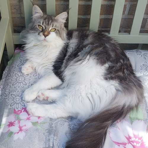 Foto van de poes