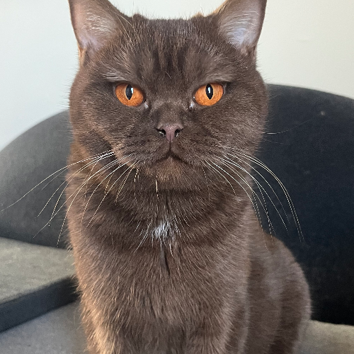 Foto van de poes