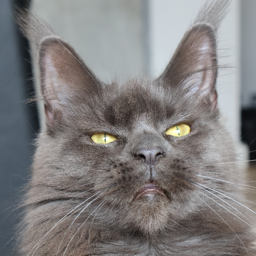 Foto van de poes