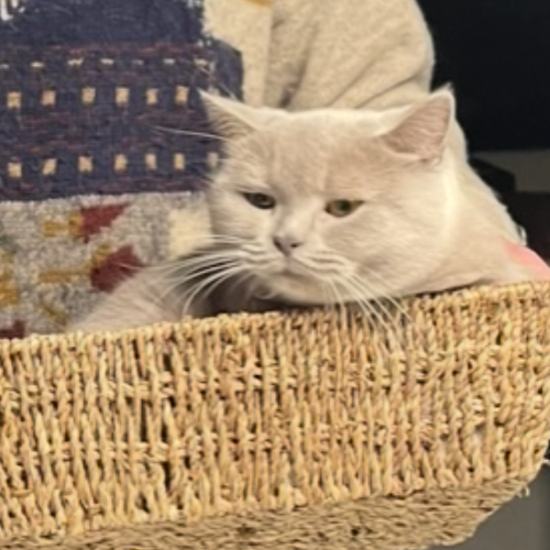 Foto van de poes