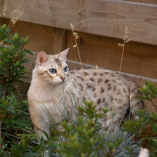 Foto van de poes