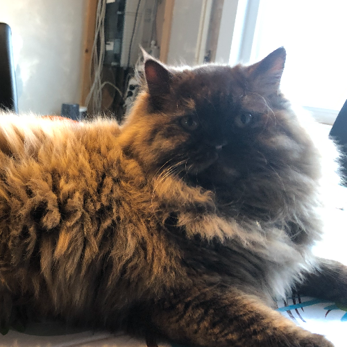 Foto van de poes