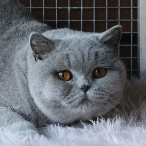 Foto van de poes