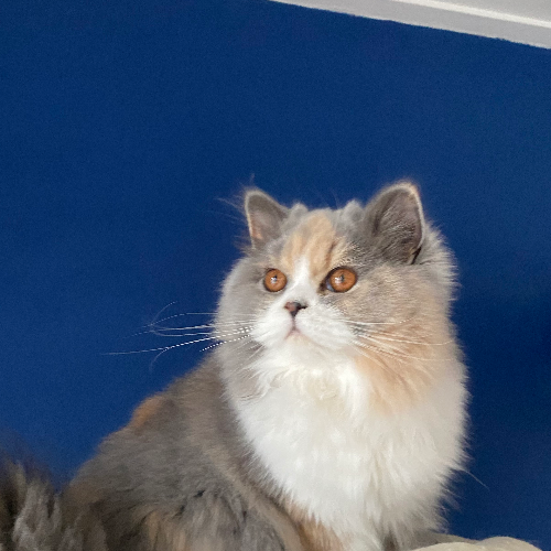 Foto van de poes
