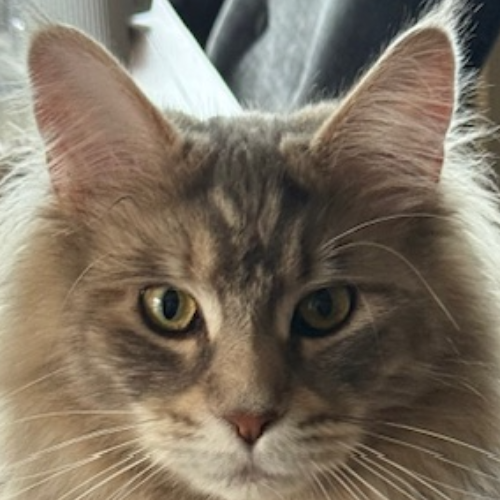 Foto van de poes