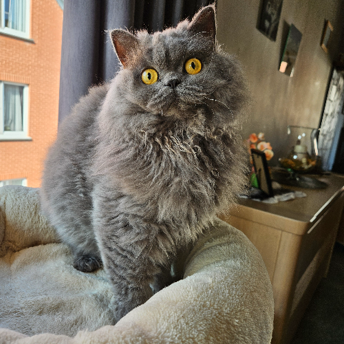 Foto van de poes
