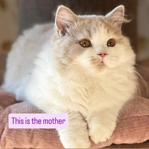Foto van de poes