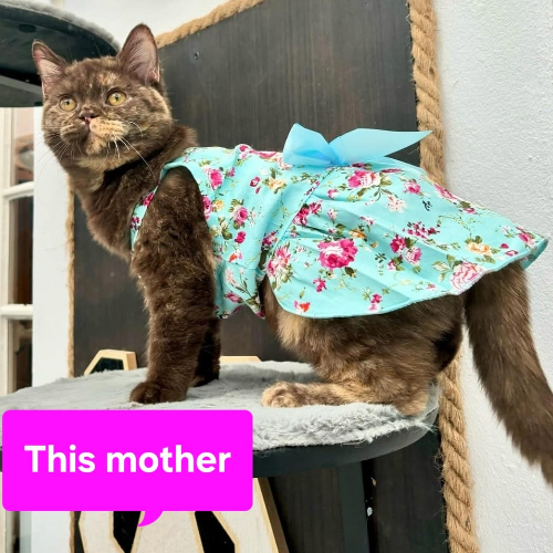 Foto van de poes