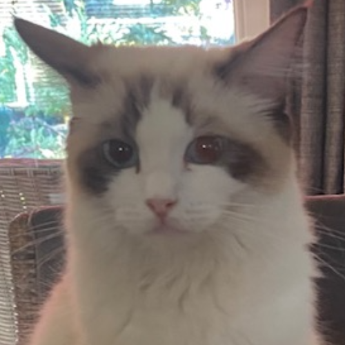 Foto van de poes