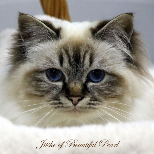 Foto van de poes