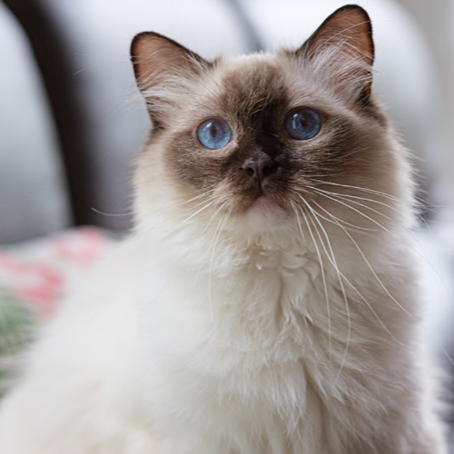 Foto van de poes