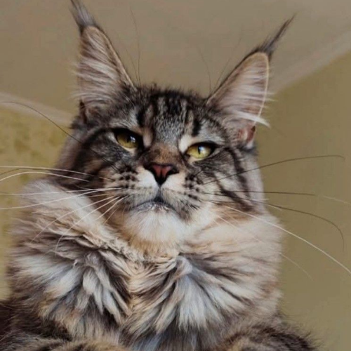 Foto van de poes