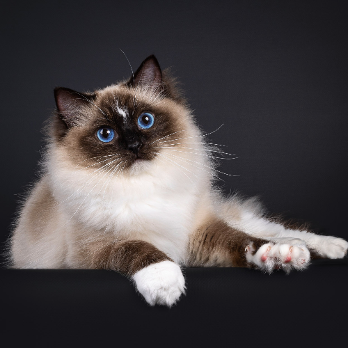 Foto van de poes