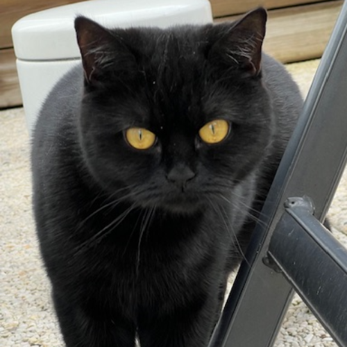 Foto van de poes
