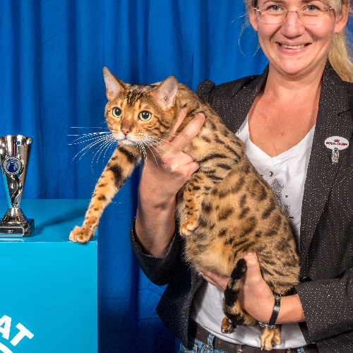 Foto van de poes