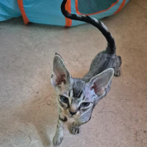 Foto van de poes