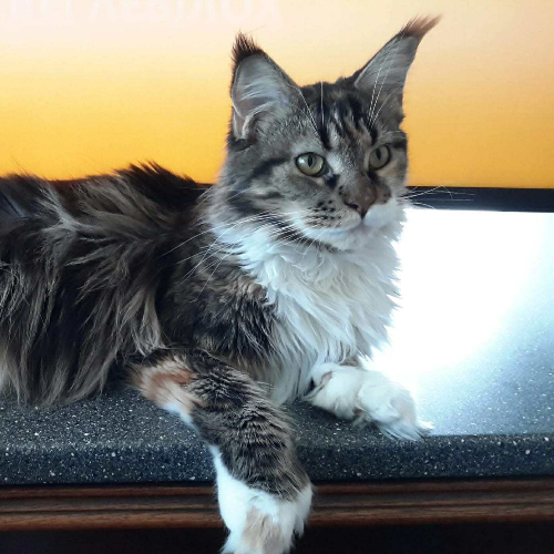 Foto van de poes