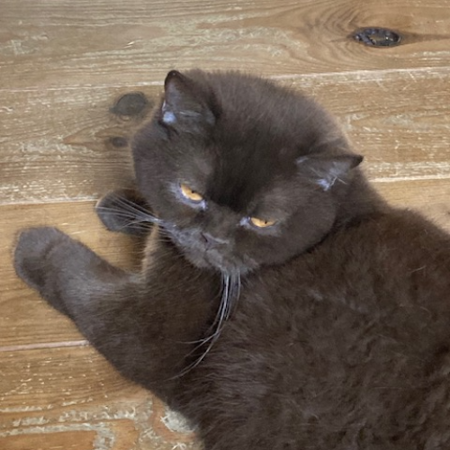 Foto van de poes