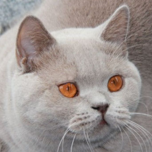 Foto van de poes