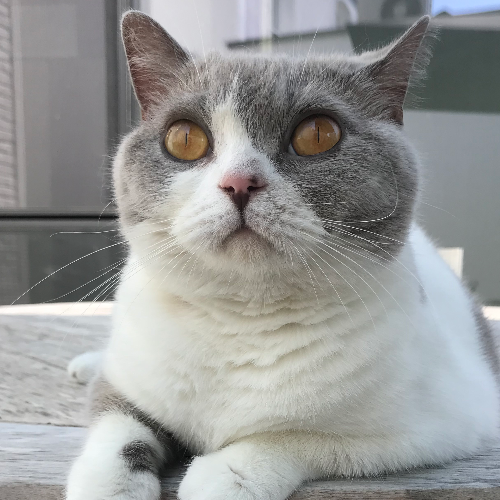Foto van de poes
