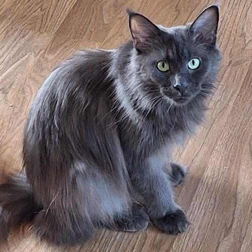 Foto van de poes