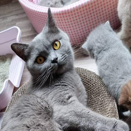 Foto van de poes
