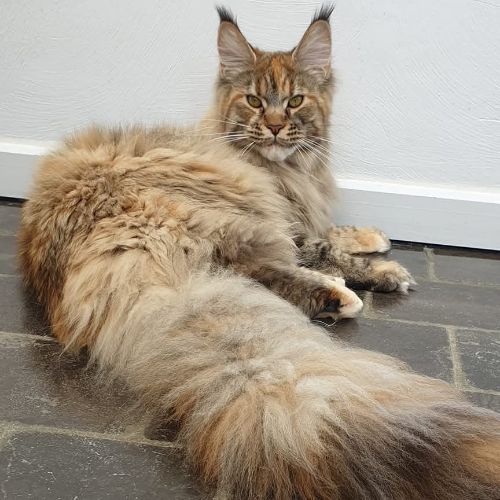 Foto van de poes