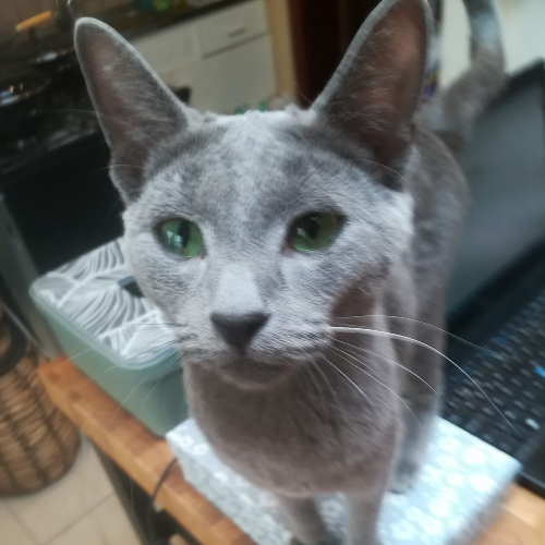 Foto van de poes