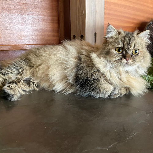 Foto van de poes