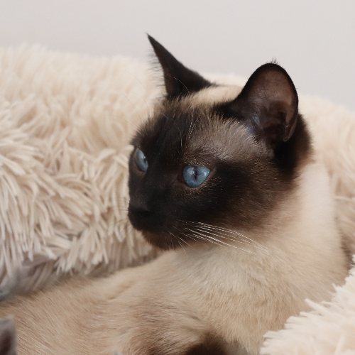 Foto van de poes