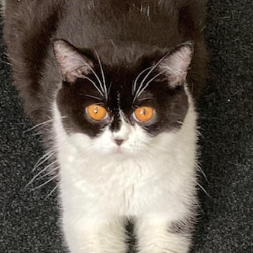 Foto van de poes