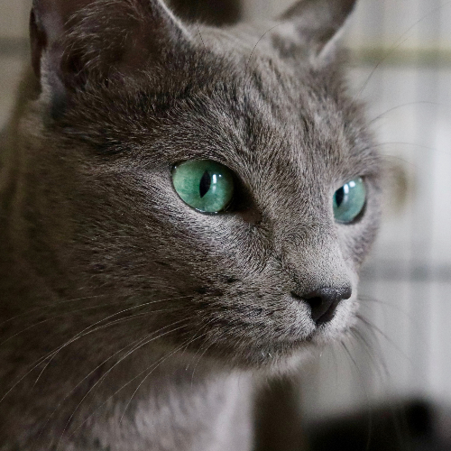 Foto van de poes
