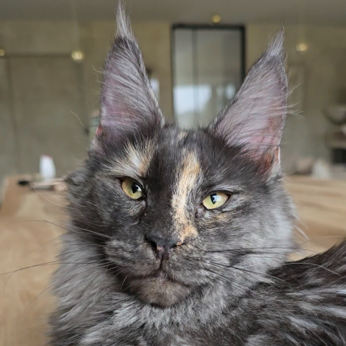 Foto van de poes