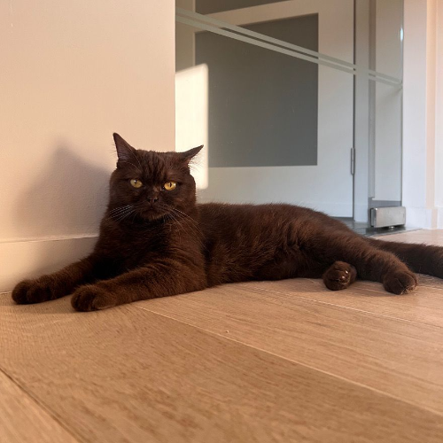 Foto van de poes