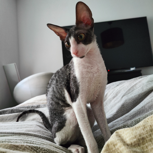 Foto van de poes