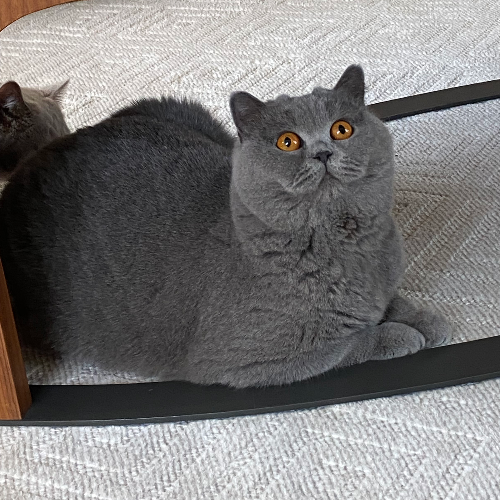 Foto van de poes