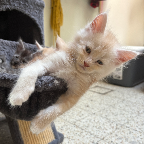 Foto van de poes