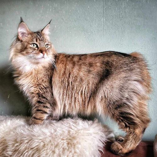 Foto van de poes