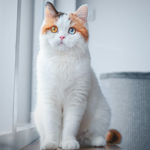 Foto van de poes