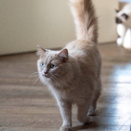 Foto van de poes
