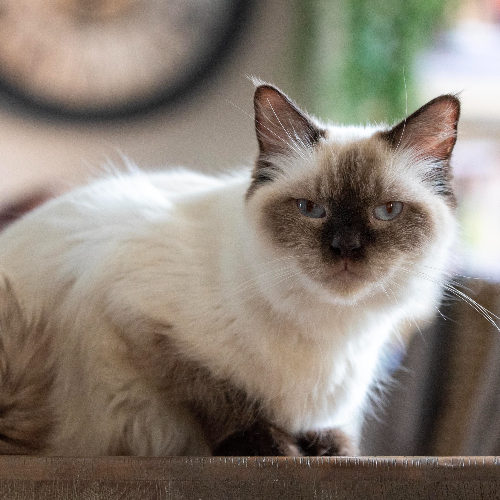 Foto van de poes