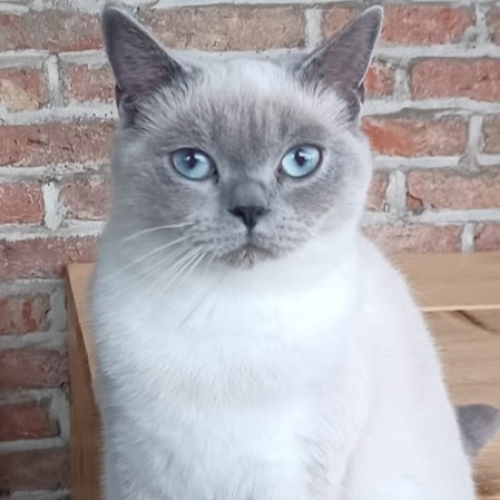 Foto van de poes