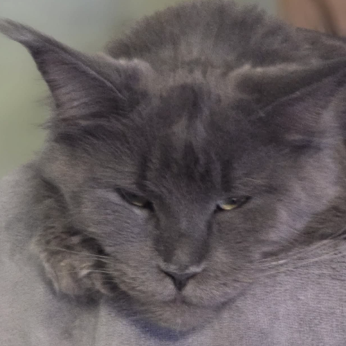 Foto van de poes
