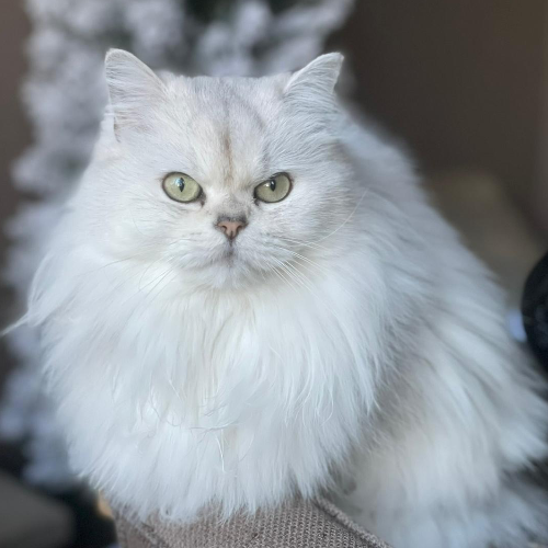 Foto van de poes
