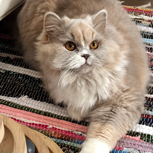 Foto van de poes