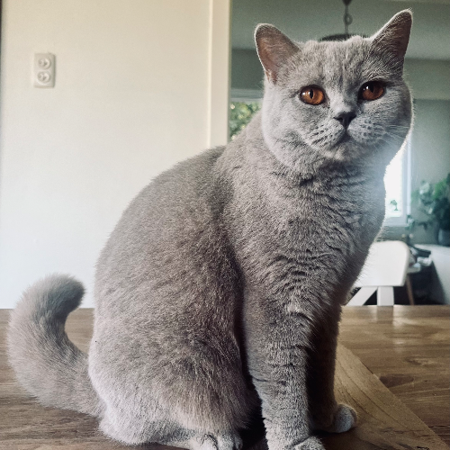 Foto van de poes